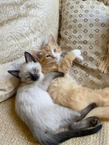 Tom and Jerry reference photo